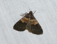 Hydrillodes nilgirialis