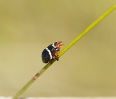 Bathyllus albicinctus