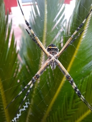 Argiope argentata