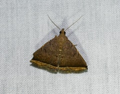 Lysimelia alstoni