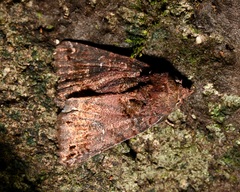 Mosara apicalis