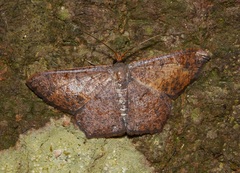 Serratophyga