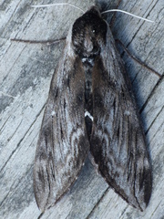 Sphinx gordius