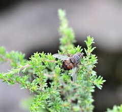 Rutilia