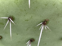 Opuntia semispinosa