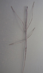 Phalces brevis