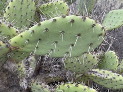 Opuntia semispinosa