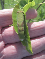 Papilio demodocus demodocus