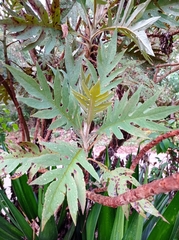 Bocconia frutescens