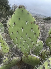 Opuntia semispinosa