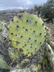 Opuntia semispinosa