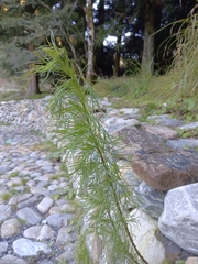 Artemisia capillaris
