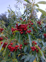 Photinia niitakayamensis