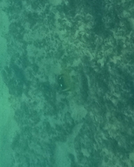 Chaetodon quadrimaculatus