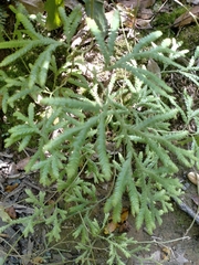 Lycopodium volubile