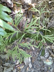 Lycopodium volubile