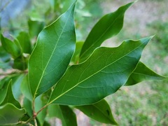 Cinnamomum camphora