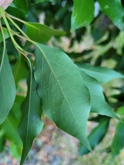 Cinnamomum camphora