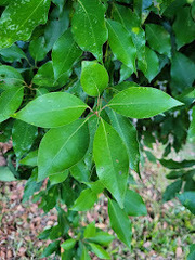 Cinnamomum camphora
