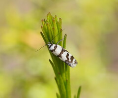Philobota impletella