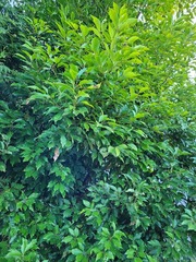 Cinnamomum camphora