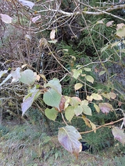 Hydrangea aspera