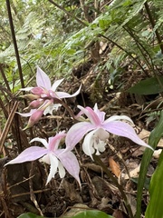 Calanthe arisanensis