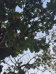 Spathodea campanulata