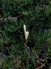 Clavaria argillacea