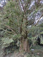 Chamaecyparis formosensis