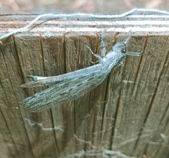 Heoclisis