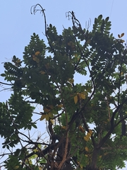 Spathodea campanulata