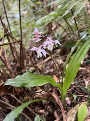 Calanthe arisanensis
