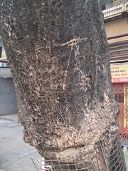 Spathodea campanulata