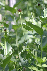 Rudbeckia occidentalis
