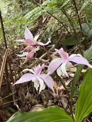 Calanthe arisanensis