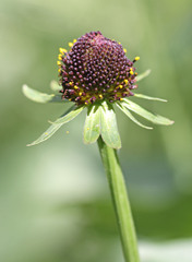 Rudbeckia occidentalis