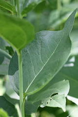 Rudbeckia occidentalis