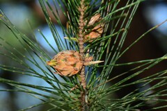 Cylindrococcus spiniferus