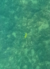 Chaetodon quadrimaculatus