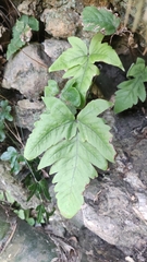 Tectaria subtriphylla