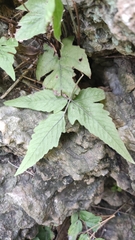 Tectaria subtriphylla