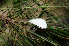 Euproctis melanosoma