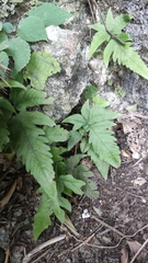 Tectaria subtriphylla