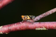 Eurymeloides adspersa