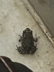 Uperodon taprobanicus