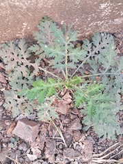 Parthenium hysterophorus
