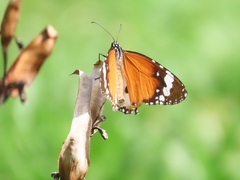 Danaus chrysippus chrysippus