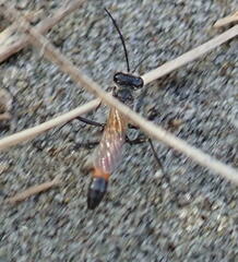 Podalonia tydei suspiciosa