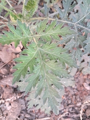 Parthenium hysterophorus